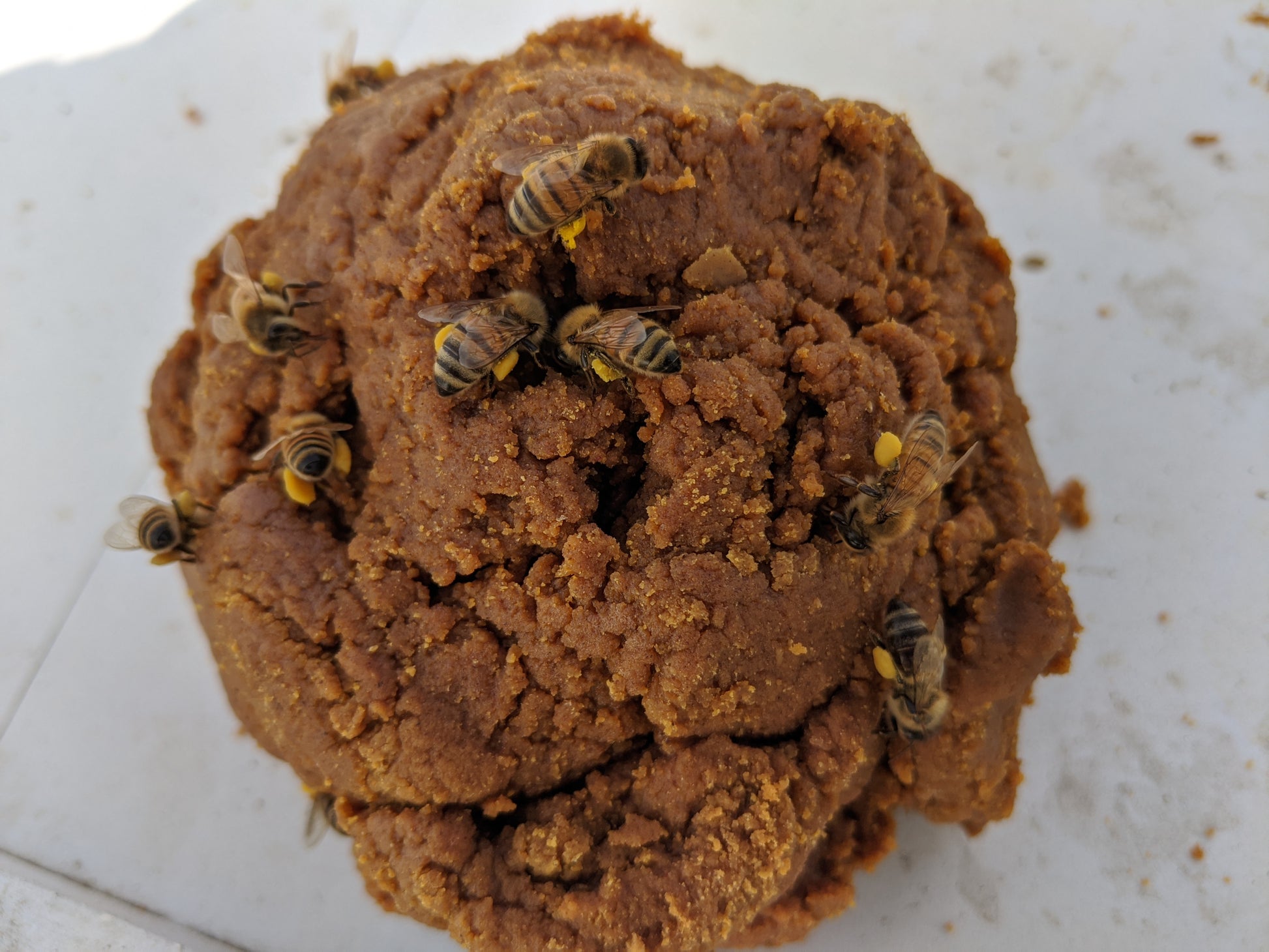 Pollen Patty image 2