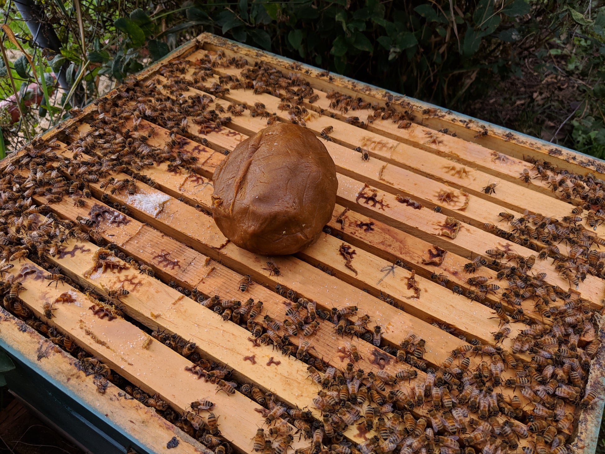 Pollen Patty image 1