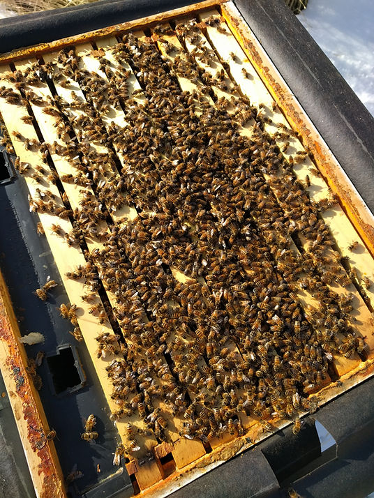 Beehive management is different every year, but them same!