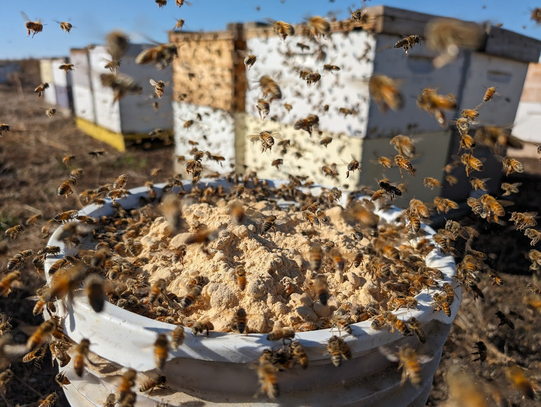 Should I feed my bees in the winter?