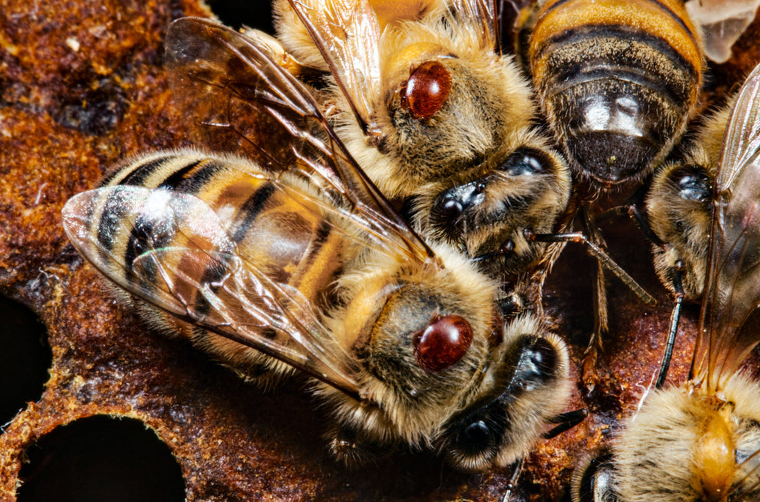 How to Test for Varroa Mites