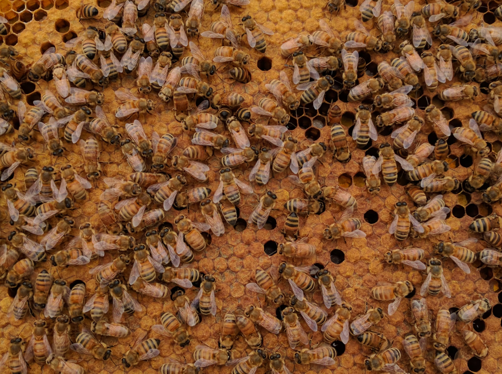 When does Spring Brood Build up begin?