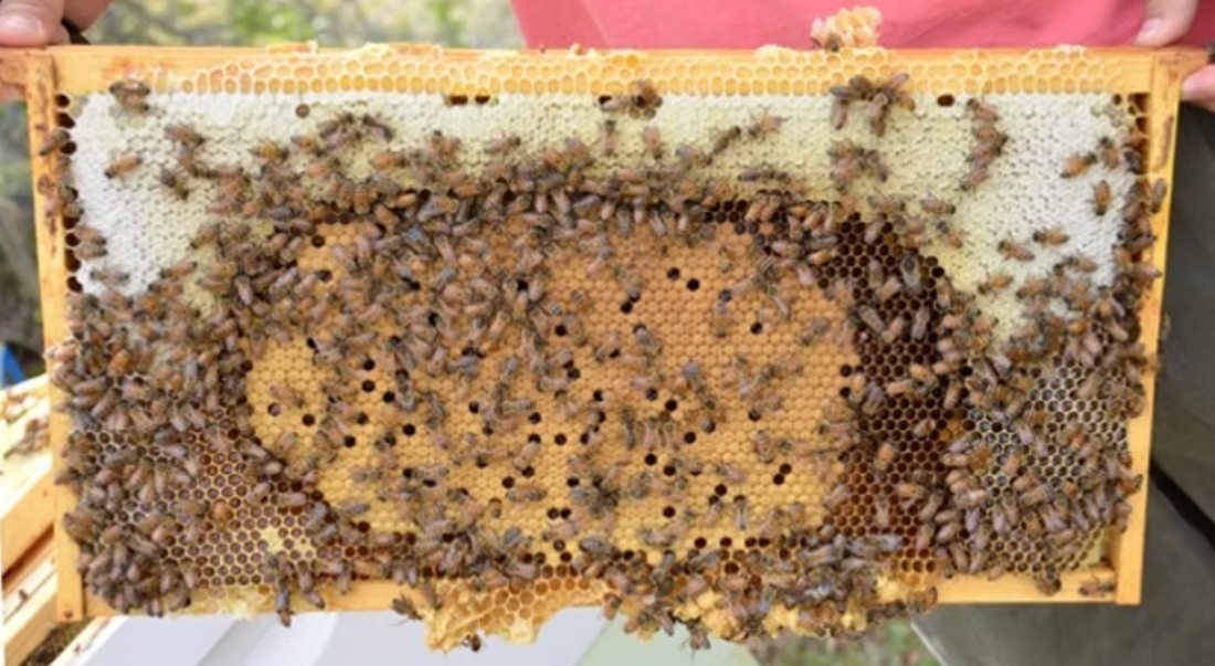 Swarm Season - What's it all about?