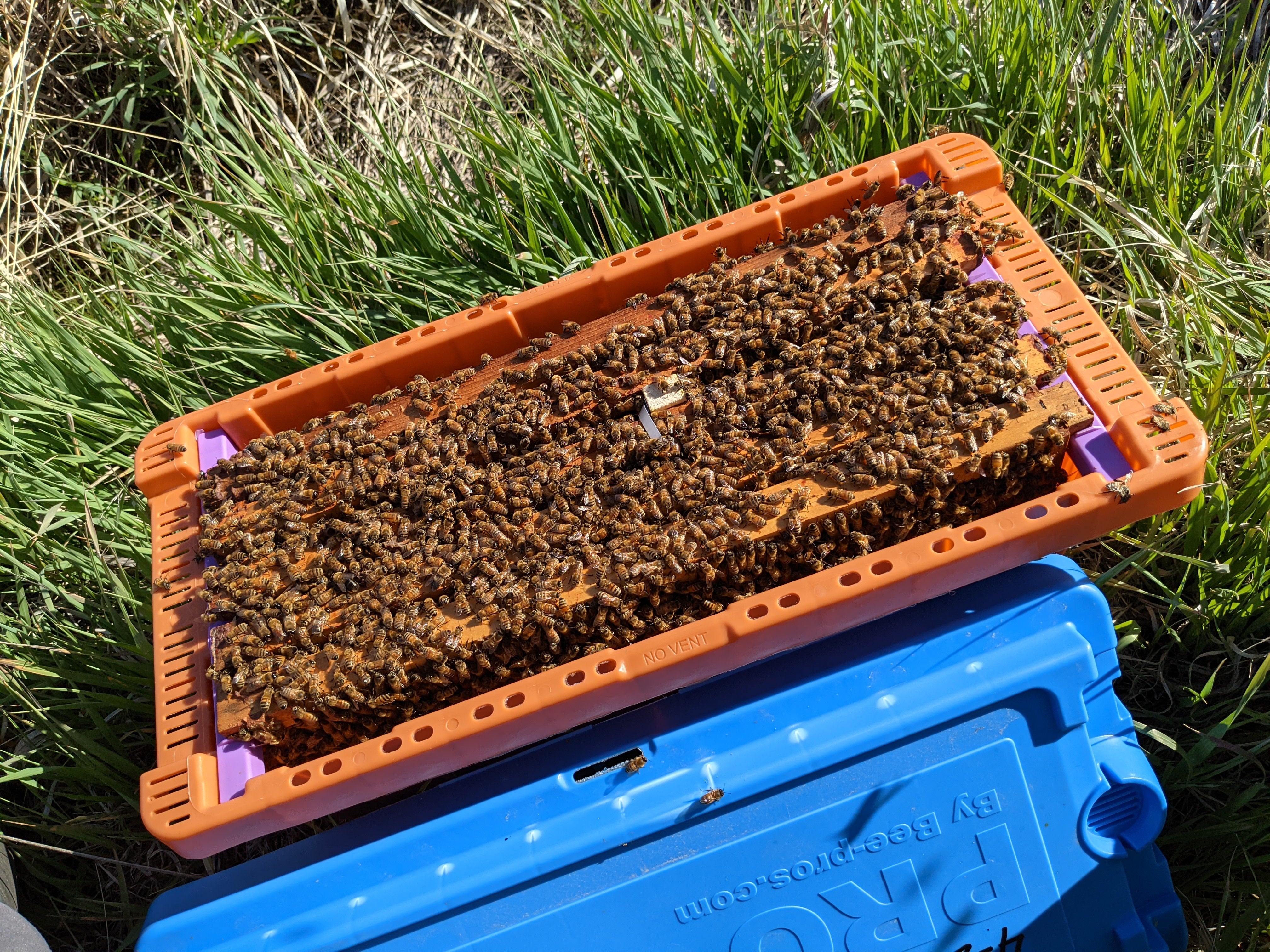 5 Frame Nuc with Marked Laying Queen 2026 – Homer's Honeybee