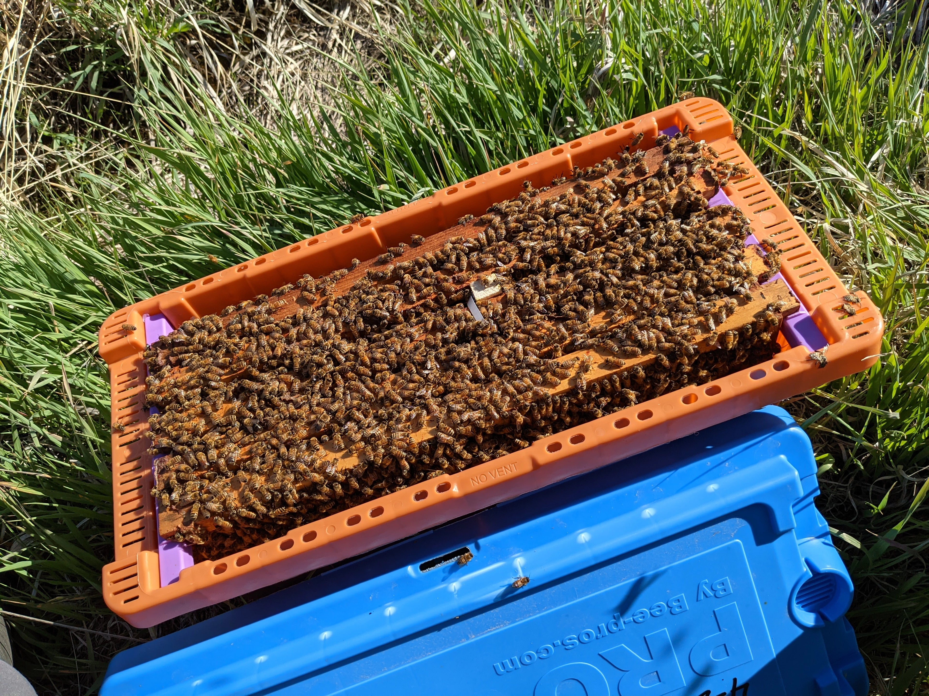 5 Frame Nuc with Marked Laying Queen 2026