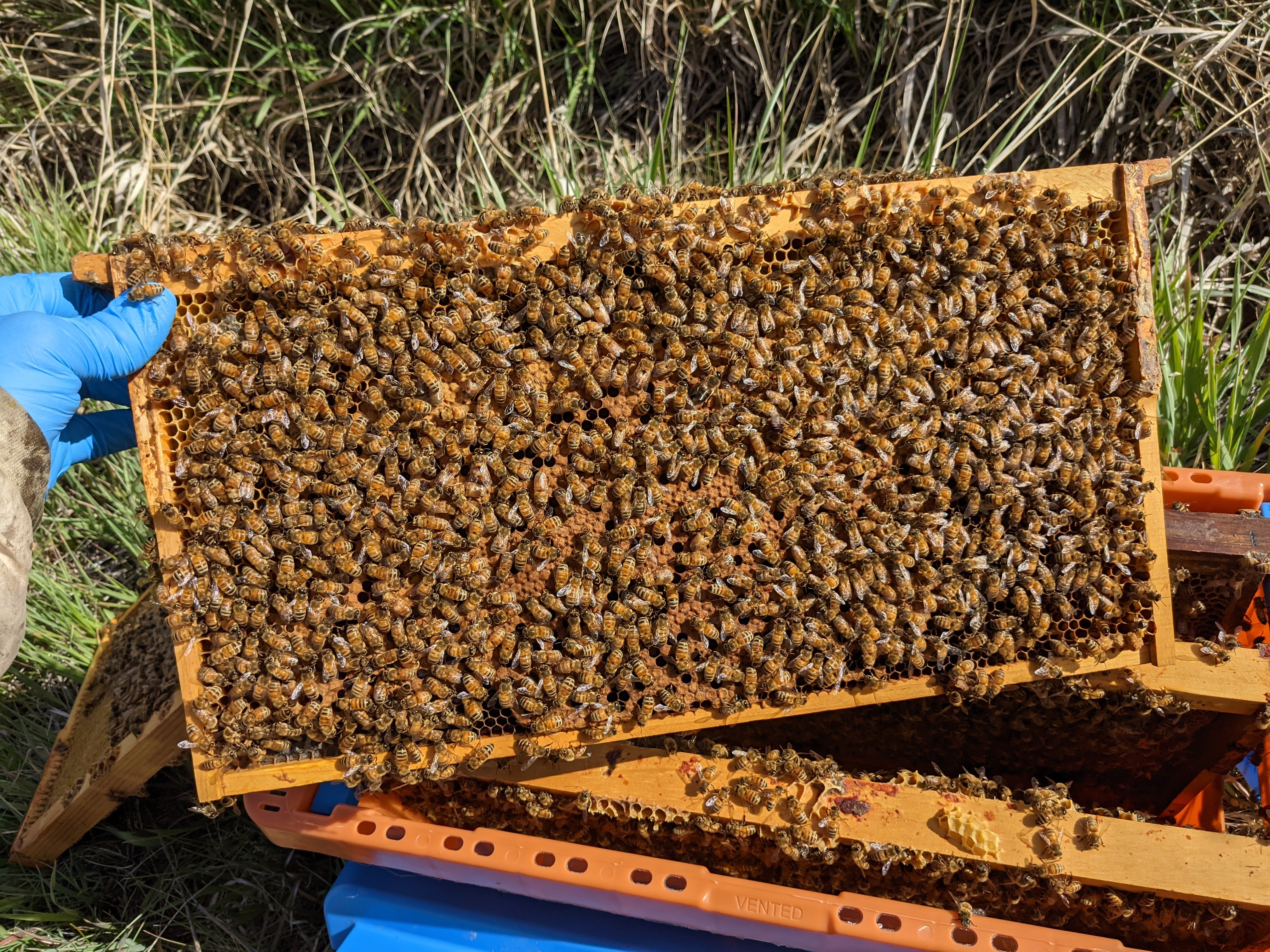 5 Frame Nuc with Marked Laying Queen 2026 – Homer's Honeybee