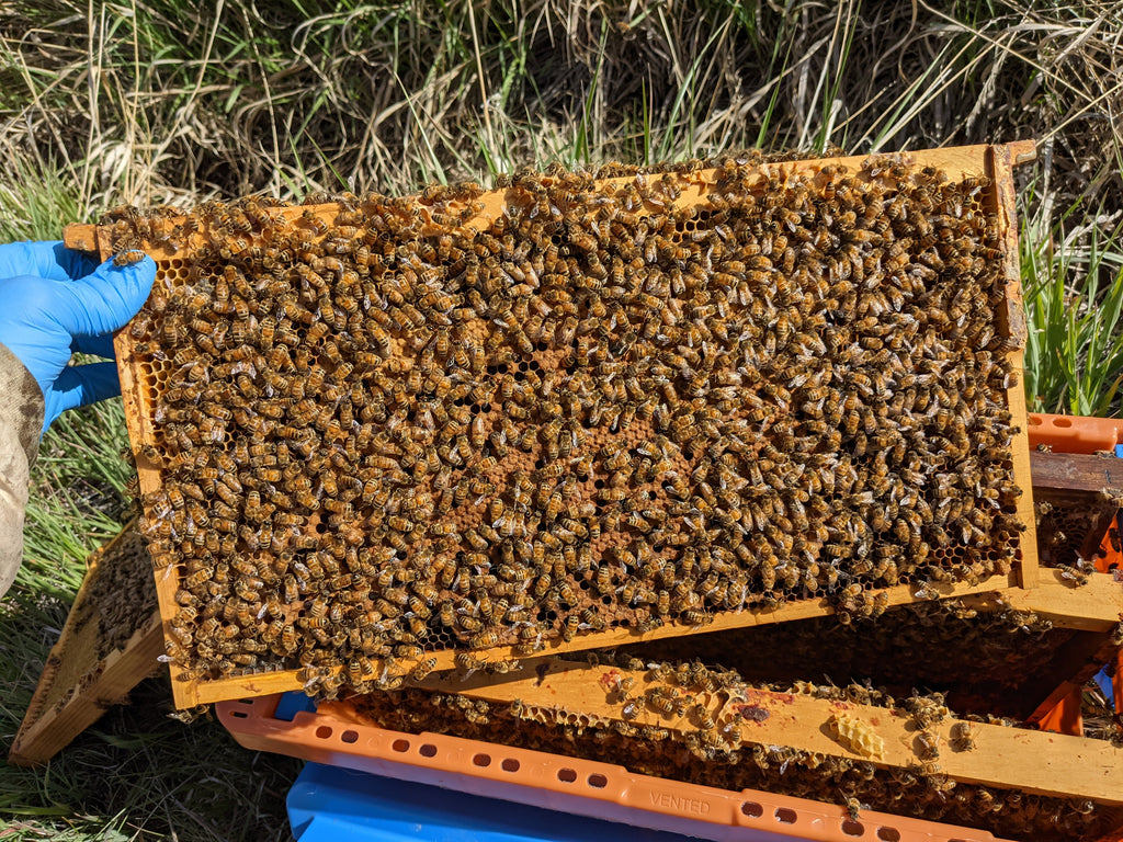 5 Frame Nuc with Marked Laying Queen 2025 image 2