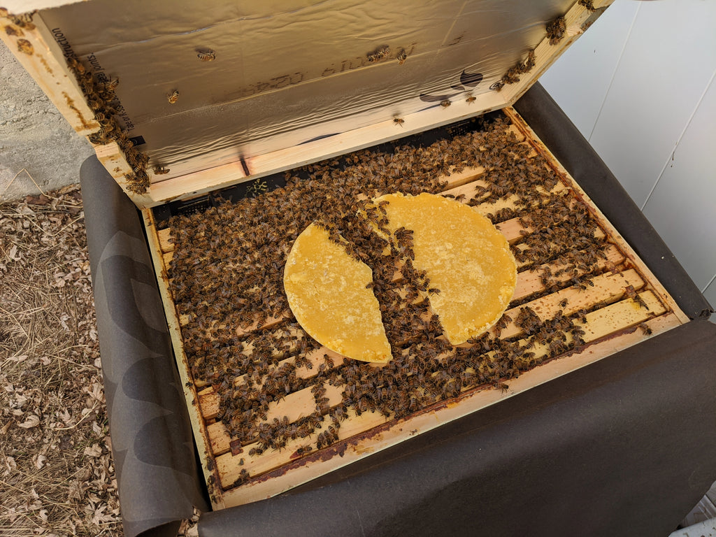Winter Feeding Board "Bee Beanie" With 1 Fondant Patty
