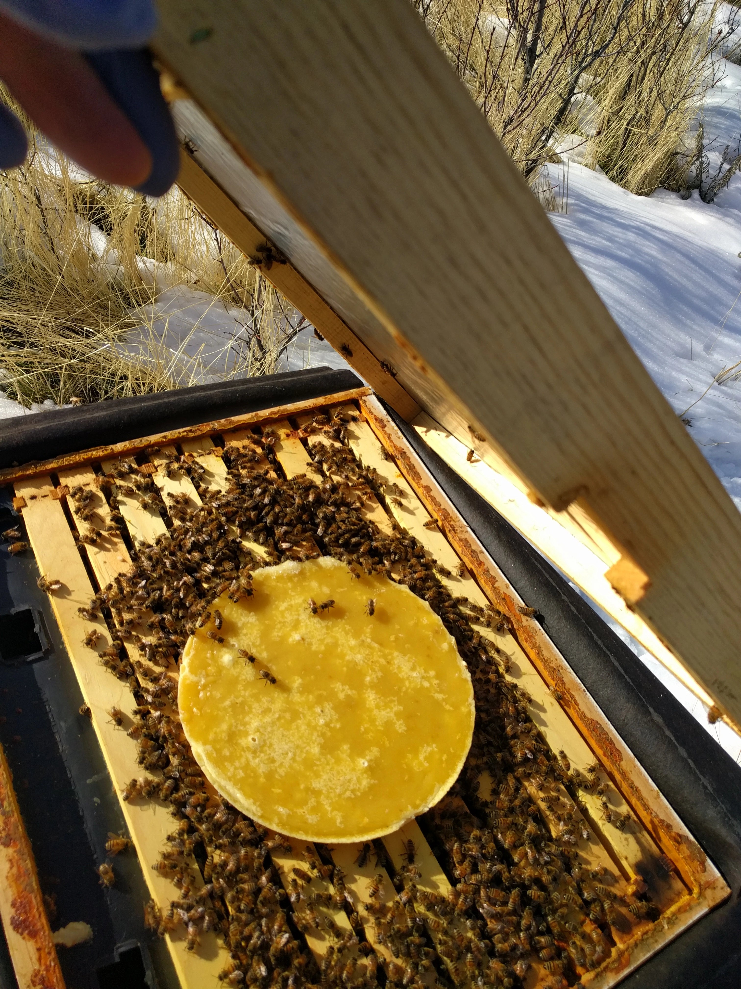 Fondant Winter Feeding Patty (for"Bee Beanie")