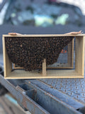 3 Pound Bee Package with Mated Queen (Free Marking of Queen 2026)