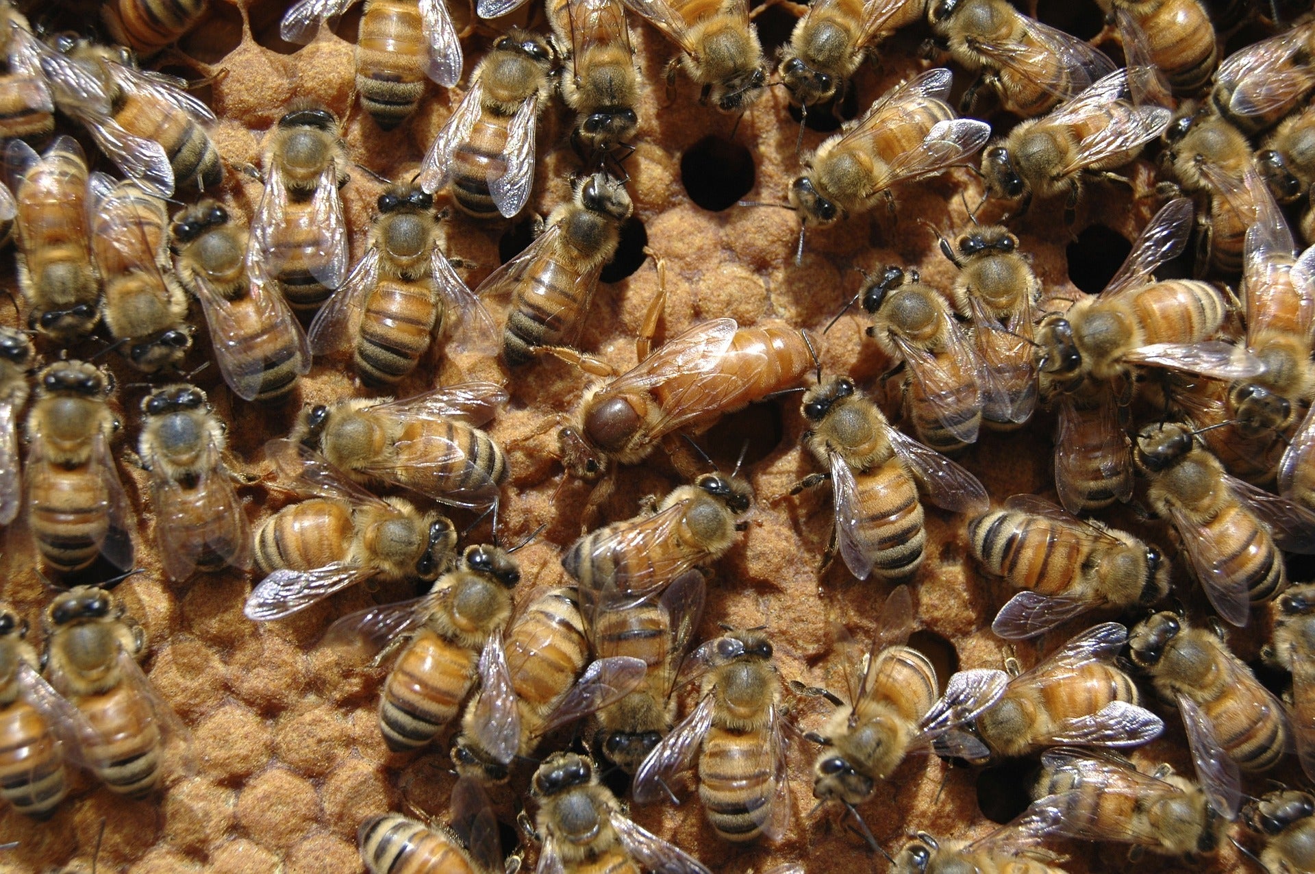 Mated Queen Bee 2025 image 0