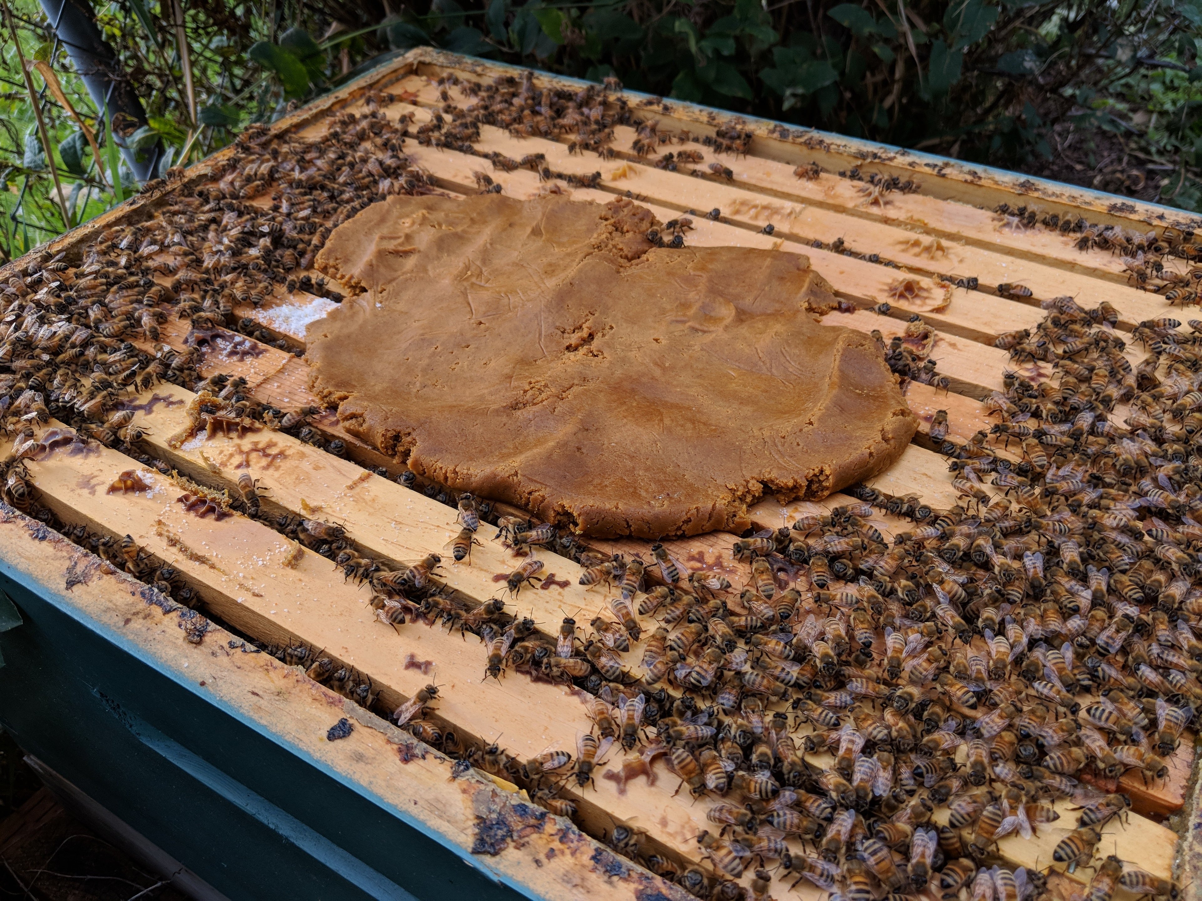 Pollen Patty image 0