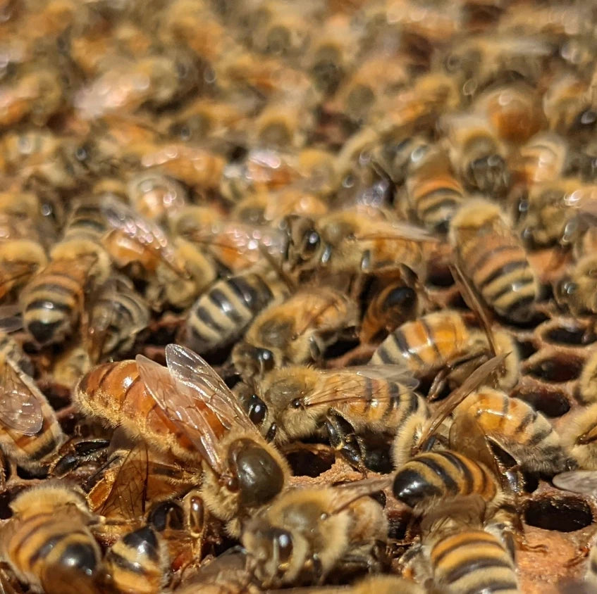 Beginner Beekeeping Class | In-Person