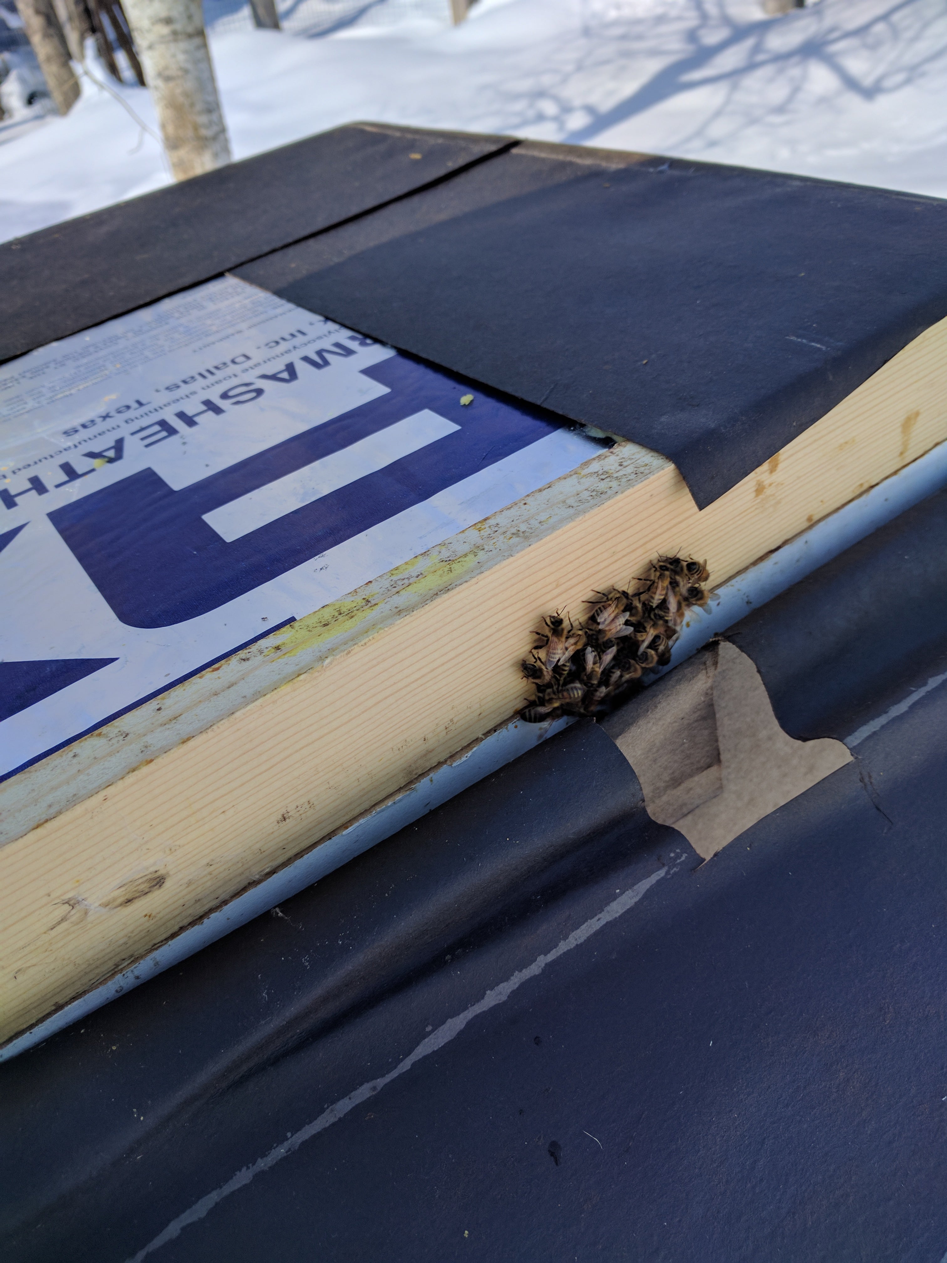 Winter Board "Bee Beanie" image 3