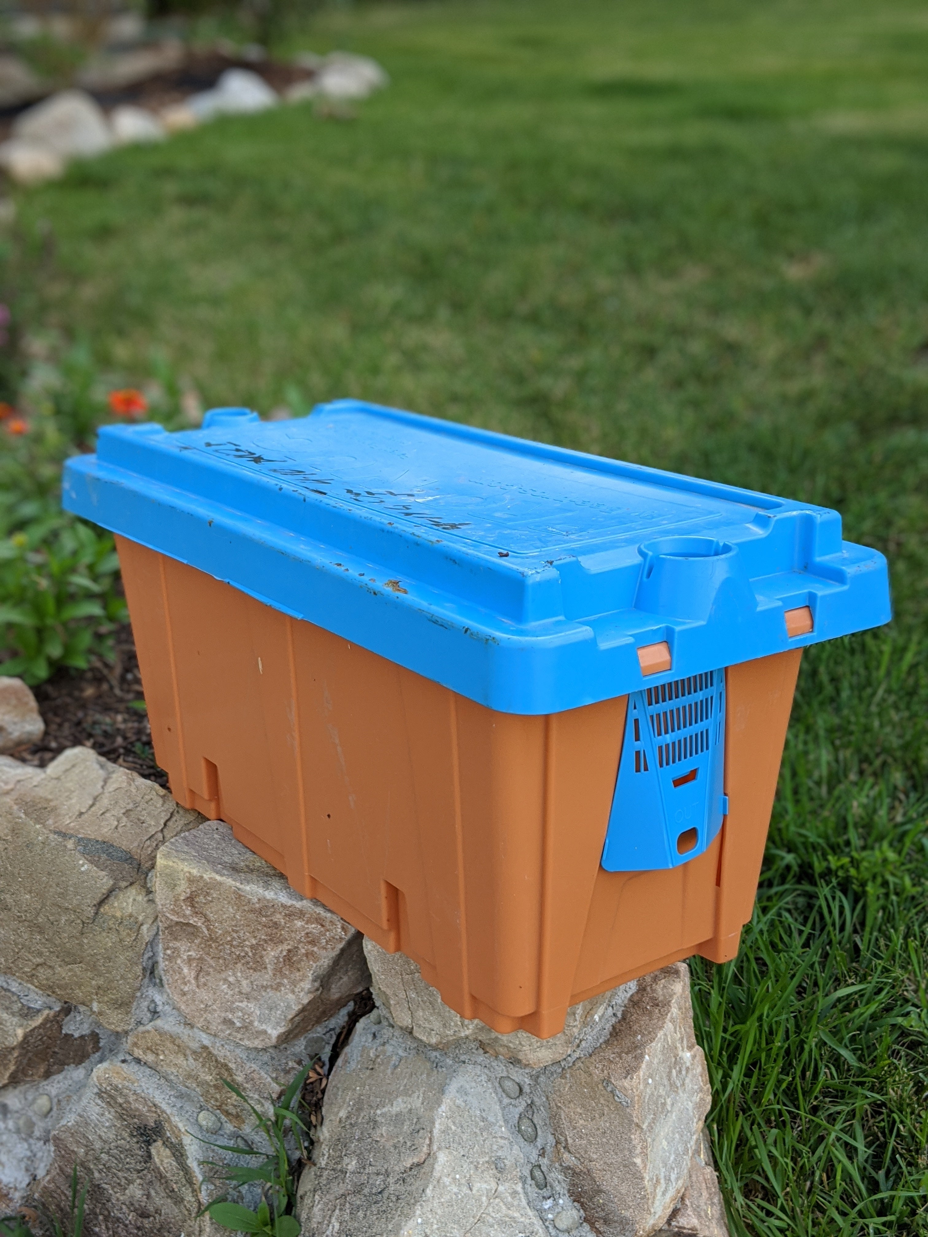 5 Frame Nuc with Marked Laying Queen 2025 image 0