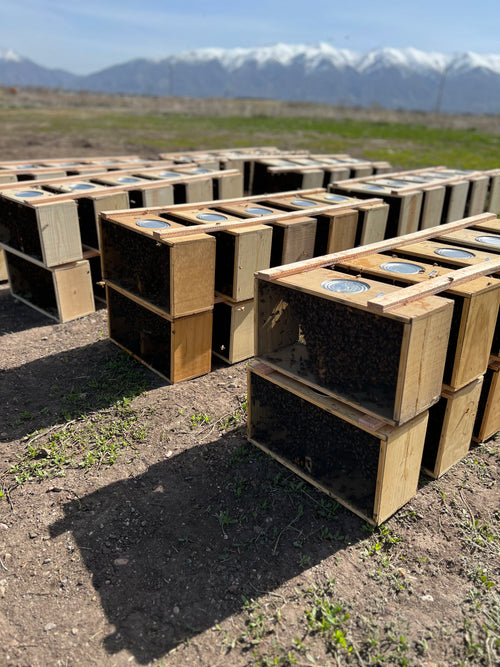 3 Pound Bee Package with Mated Queen (Free Marking of Queen 2026)