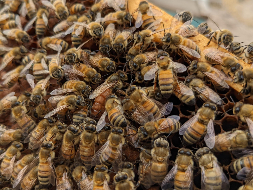 Beginner Beekeeping Class | In-Person | Layton, Ut