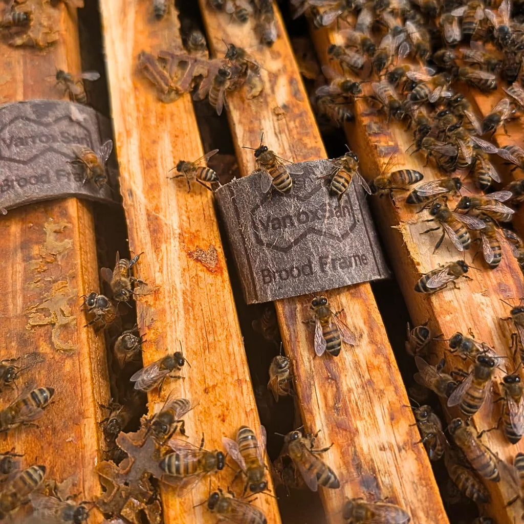VarroxSan Oxalic Acid Extended-Release Varroa Mite Treatment