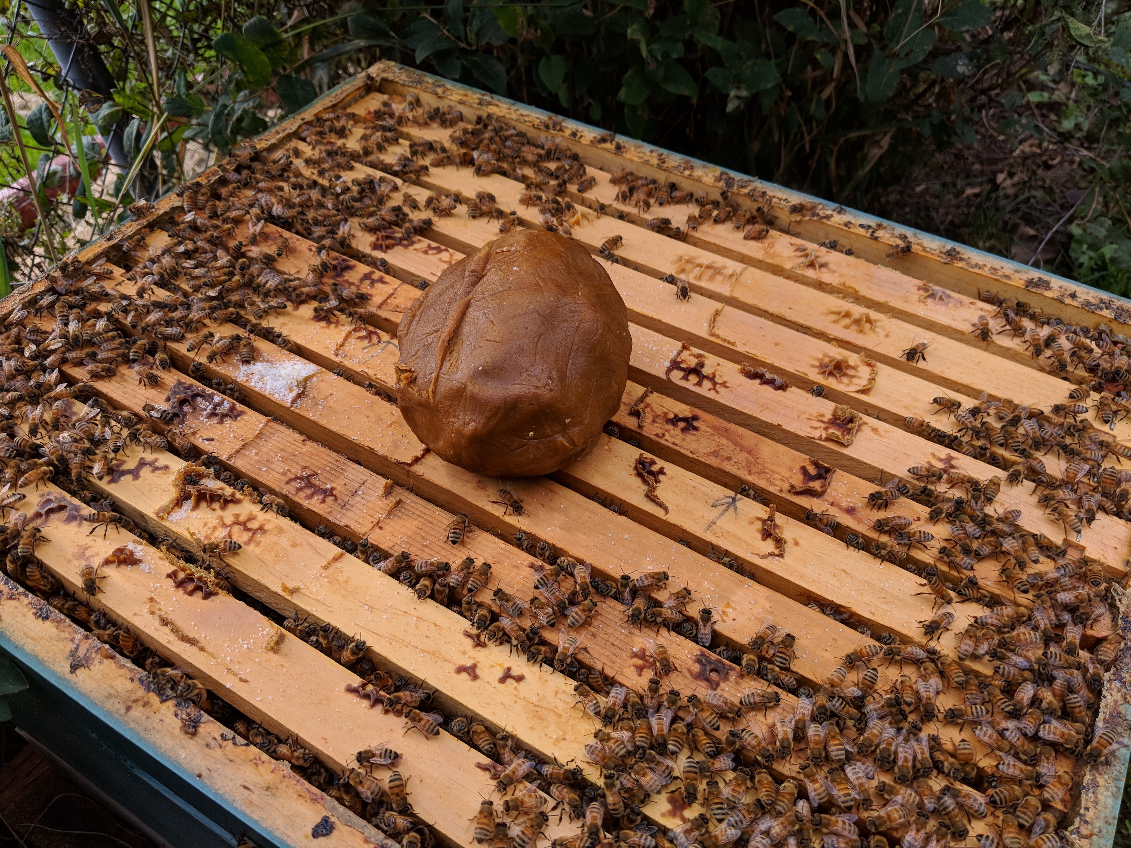 Pollen Patty image 1