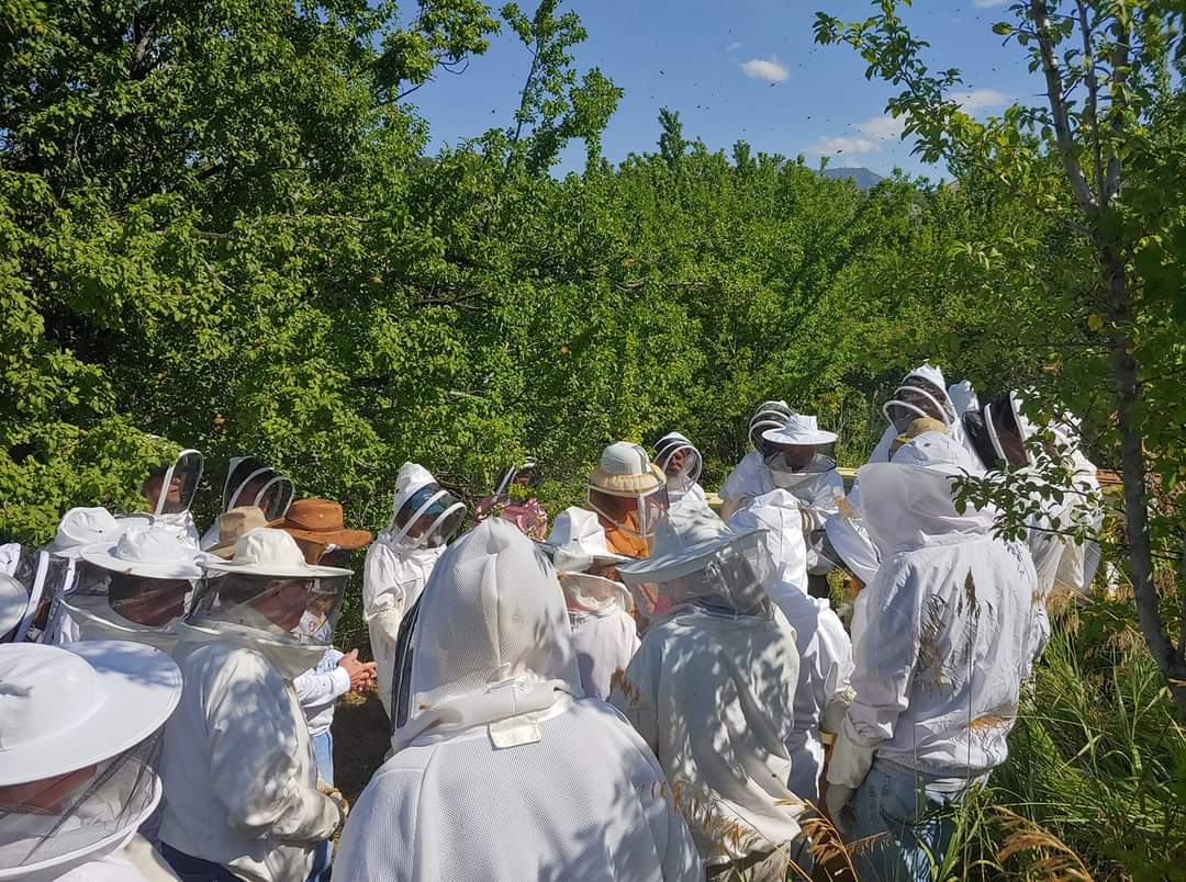 Beginner Beekeeping Class | In-Person