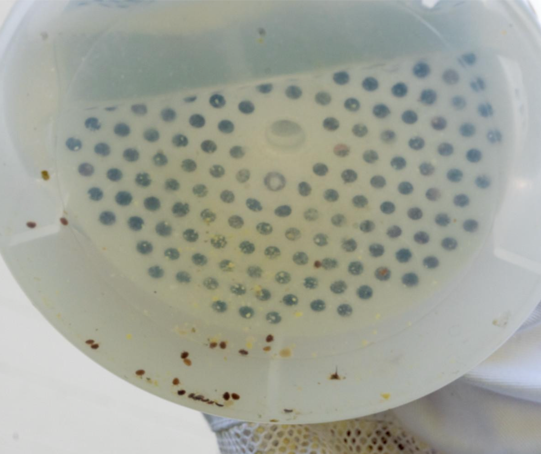 Varroa EasyCheck - Mite Test