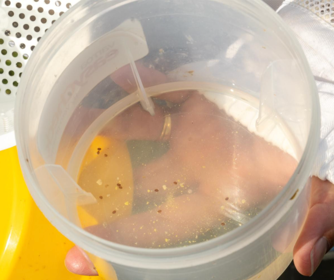 Varroa EasyCheck - Mite Test
